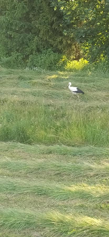 I Bike'Owy Domek Z Finska Balia Nad Jeziorem Czorsztynskim - 400M Od Jeziora I Sciezki Rowerowej Maniowy Exteriör bild